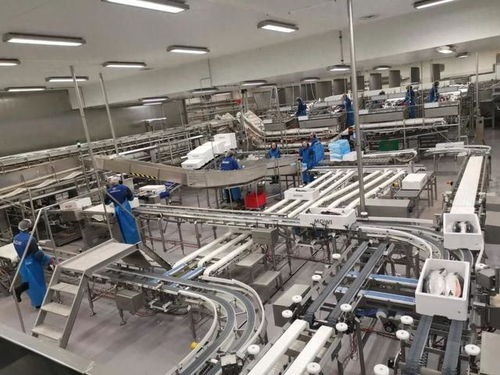 72小時(shí)上桌 大數(shù)據(jù)如何重塑挪威三文魚(yú)新鮮之旅